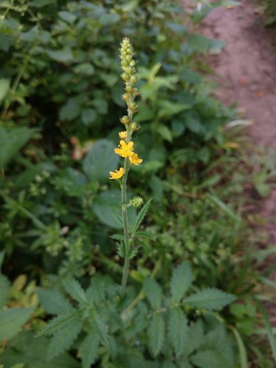 Agrimonia pubescens, photographed by Nathan Rauh