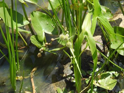 Sparganium americanum, photographed by Ben Meredyk