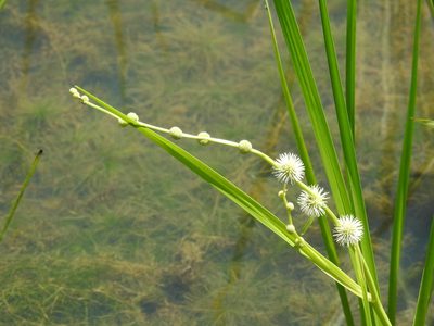 Sparganium americanum, photographed by Ben Meredyk