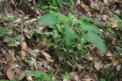 Cardiocrinum cordatum, photographed by harum.koh