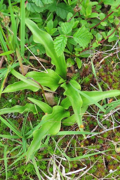 Erythronium elegans, photographed by Ed Alverson