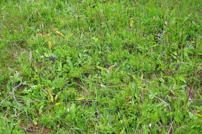 Erythronium elegans, photographed by Ed Alverson