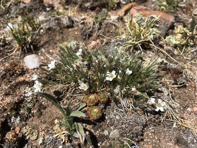 Eremogone fendleri, photographed by Cecelia Alexander