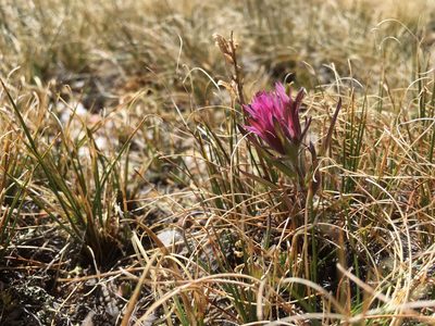 Castilleja haydenii, photographed by Cecelia Alexander