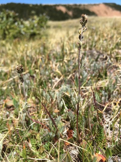 Artemisia scopulorum, photographed by Cecelia Alexander