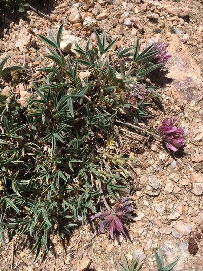 Trifolium attenuatum, photographed by Cecelia Alexander