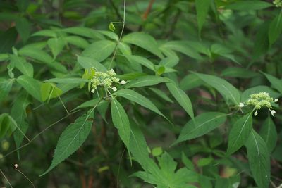 Hydrangea serrata, photographed by harum.koh