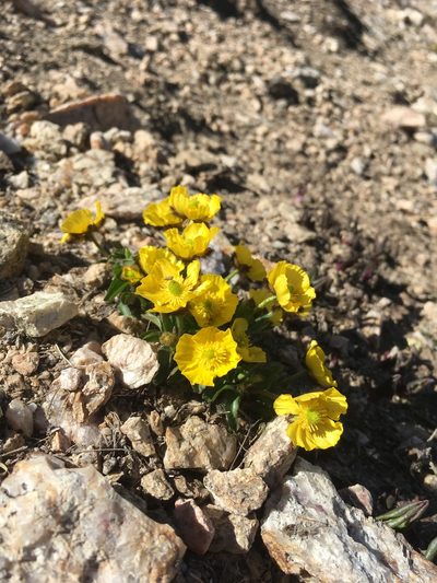 Ranunculus macauleyi, photographed by Cecelia Alexander