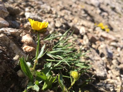 Ranunculus macauleyi, photographed by Cecelia Alexander