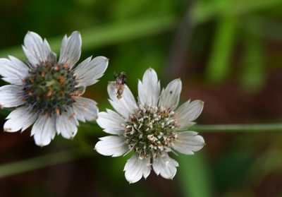 Eryngium scaposum, photographed by Neptalí Ramírez Marcial