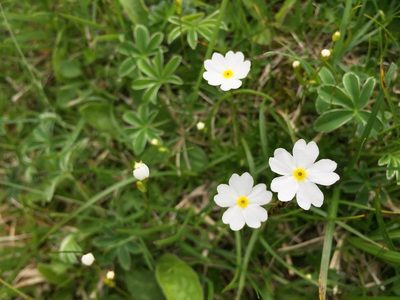 Androsace lactea, photographed by Jason Grant