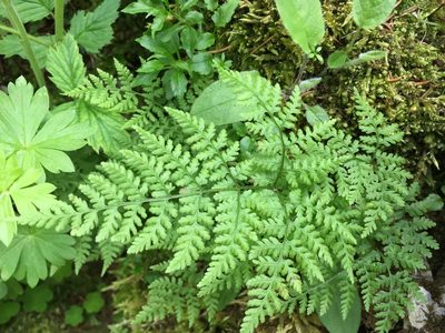 Cystopteris montana, photographed by Jason Grant
