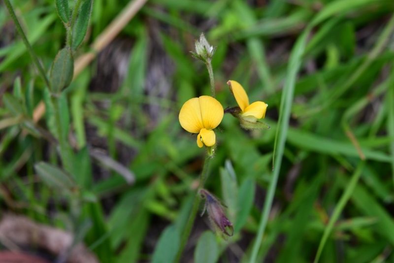 Crotalaria bupleurifolia, photographed by Neptalí Ramírez Marcial