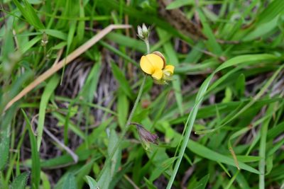 Crotalaria bupleurifolia, photographed by Neptalí Ramírez Marcial
