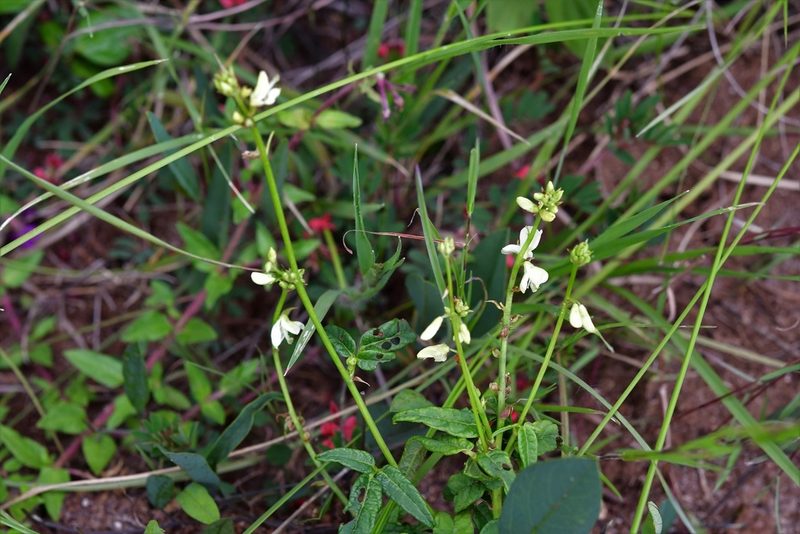 Desmodium macrostachyum, photographed by Neptalí Ramírez Marcial