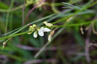 Desmodium macrostachyum, photographed by Neptalí Ramírez Marcial