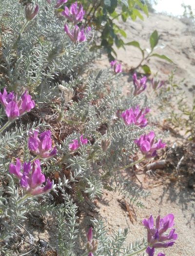 Oxytropis lanata, photographed by Юлия