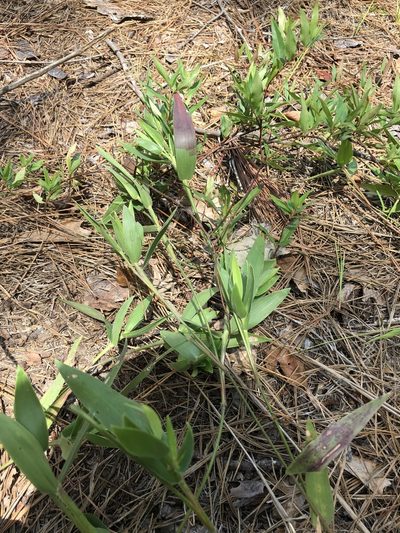 Dichanthelium ravenelii, photographed by John Kees