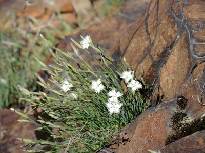 Dianthus acicularis, photographed by Алексей Ябс