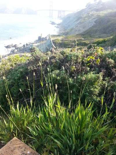 Phalaris californica, photographed by Peter Brastow