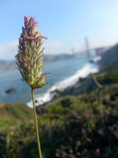 Phalaris californica, photographed by Peter Brastow