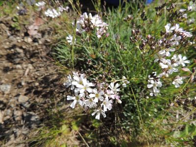 Gypsophila uralensis, photographed by Алексей Ябс