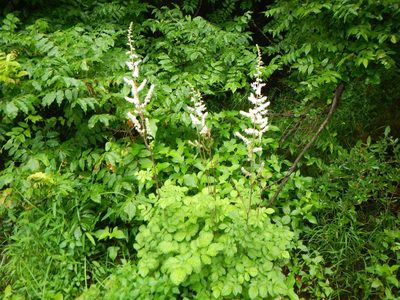 Astilbe microphylla, photographed by Junichi　Mandai
