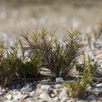 Distichlis distichophylla, photographed by Kym Nicolson