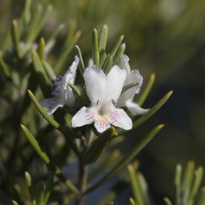 Westringia dampieri, photographed by Kym Nicolson