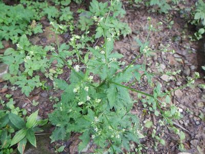 Sanicula chinensis, photographed by Junichi　Mandai