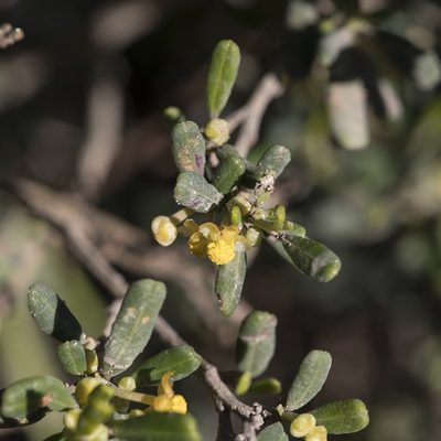 Beyeria leschenaultii, photographed by Kym Nicolson