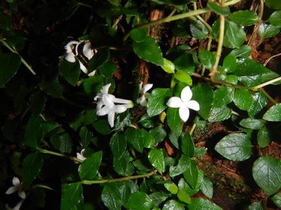 Mitchella undulata, photographed by Junichi　Mandai