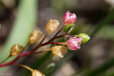 Montia linearis, photographed by Ken-ichi Ueda