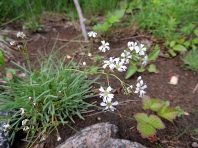 Gypsophila uralensis, photographed by Алексей Ябс