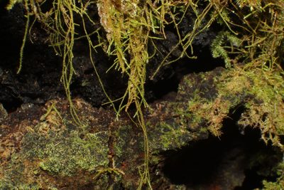 Thuidiopsis sparsa, photographed by Em Lamond