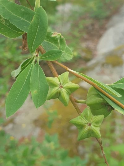 Exochorda racemosa, photographed by relet