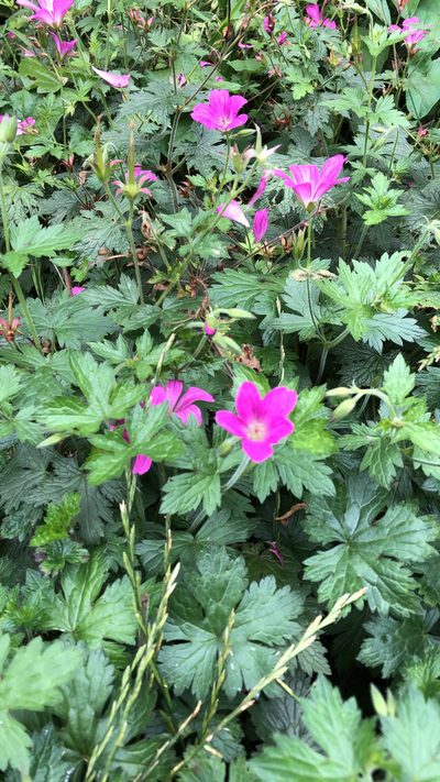 Geranium endressii, photographed by rowan_m