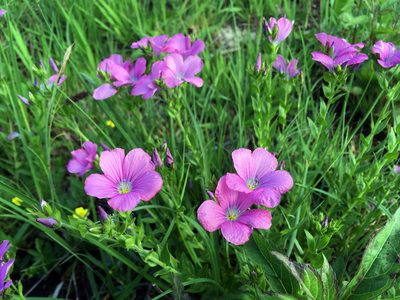 Linum viscosum, photographed by preinzi