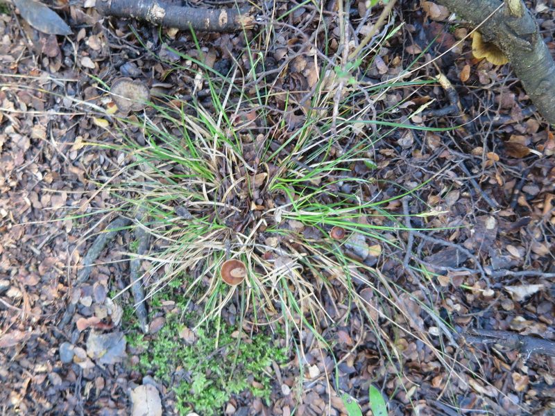 Carex horizontalis, photographed by Alice Shanks