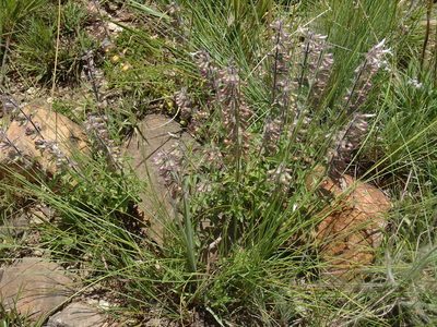 Syncolostemon pretoriae, photographed by Nicola van Berkel