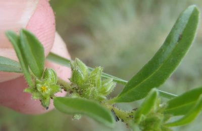 Limeum viscosum, photographed by Nicola van Berkel