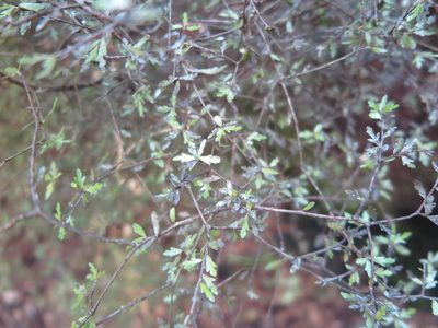 Pittosporum divaricatum, photographed by Alice Shanks