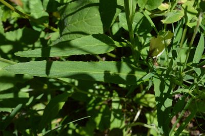 Phyteuma betonicifolium, photographed by Irene Saltini