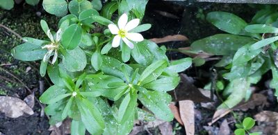 Sabatia calycina, photographed by Jeanene Arrington-Fisher