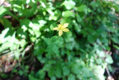 Hypericum montanum, photographed by Tobias Schönberg