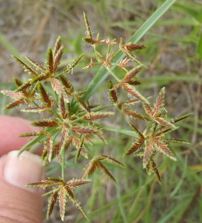 Cyperus sphaerospermus, photographed by Nicola van Berkel