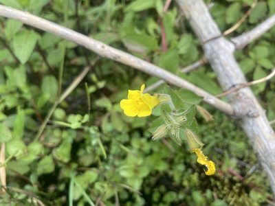 Erythranthe michiganensis, photographed by Derek