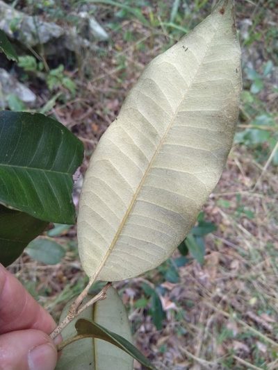 Amorphospermum antilogum, photographed by Tony van Kampen