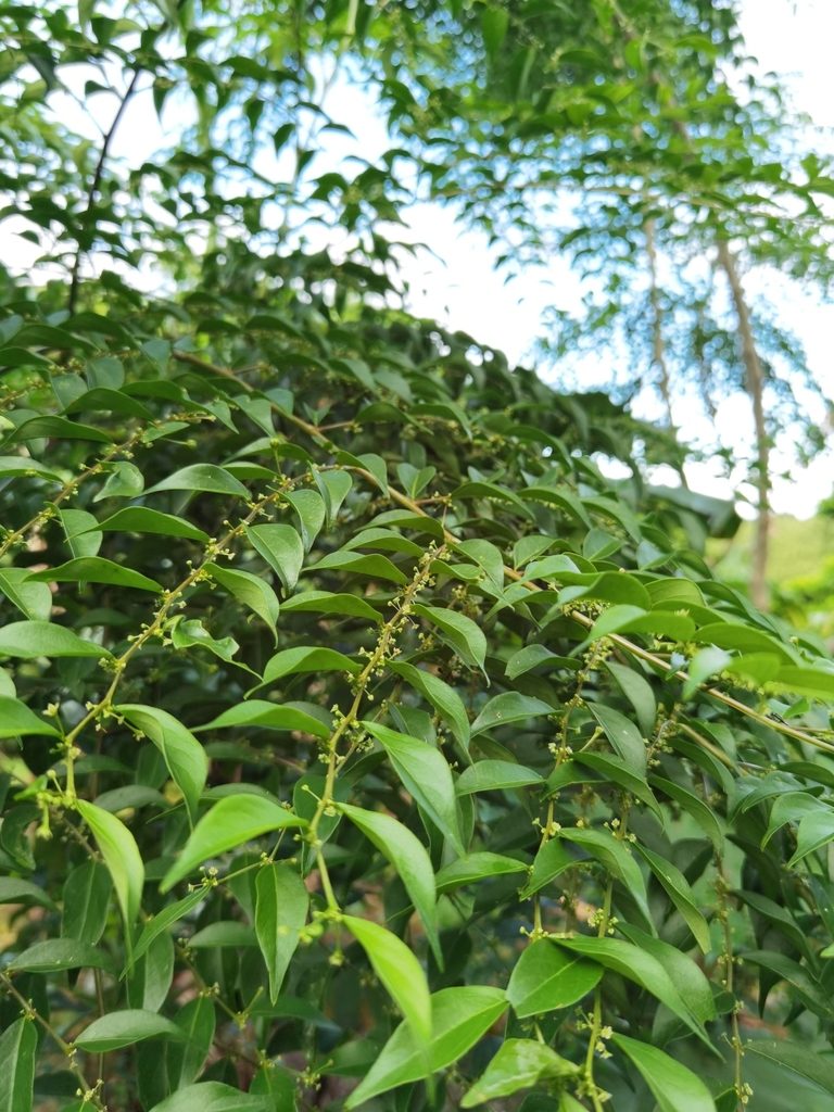 Phyllanthus acuminatus, photographed by Eduardo Chacón Madrigal