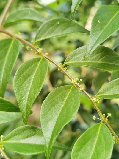 Phyllanthus acuminatus, photographed by Eduardo Chacón Madrigal